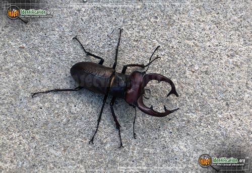 Thumbnail image of the Giant-Stag-Beetle
