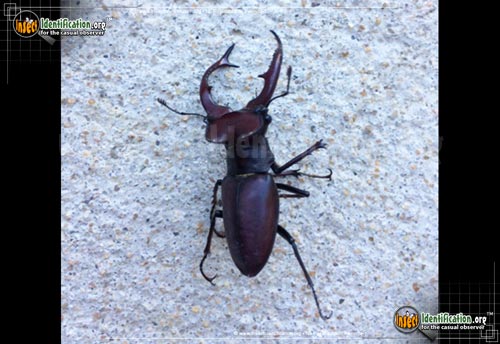 Thumbnail image #4 of the Giant-Stag-Beetle