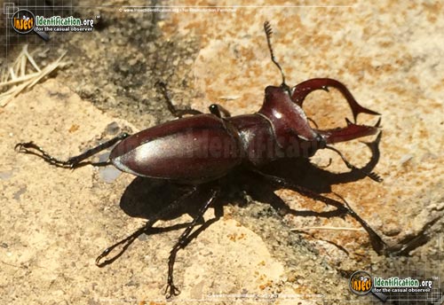 Thumbnail image #2 of the Giant-Stag-Beetle