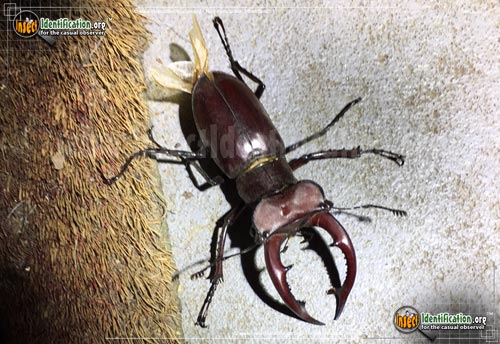 Thumbnail image #5 of the Giant-Stag-Beetle