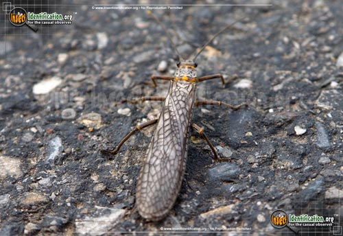 Thumbnail image #4 of the Giant-Stonefly