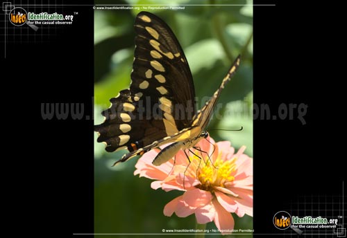 Thumbnail image #13 of the Giant-Swallowtail-Butterfly