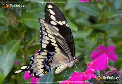 Thumbnail image #4 of the Giant-Swallowtail-Butterfly