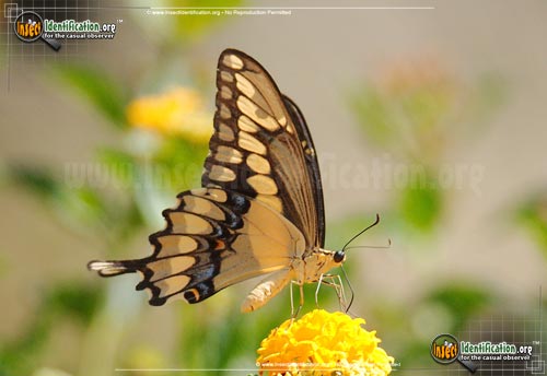 Thumbnail image #11 of the Giant-Swallowtail-Butterfly