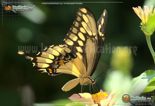 Thumbnail image #6 of the Giant-Swallowtail-Butterfly