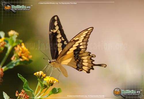 Thumbnail image #7 of the Giant-Swallowtail-Butterfly