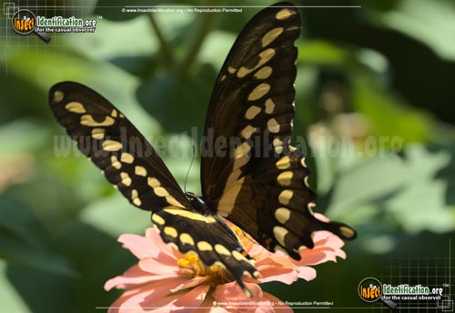 Thumbnail image #8 of the Giant-Swallowtail-Butterfly