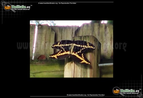 Thumbnail image #13 of the Giant-Swallowtail-Butterfly