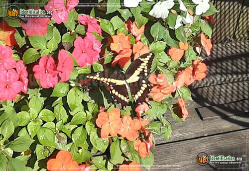 Thumbnail image #3 of the Giant-Swallowtail-Butterfly