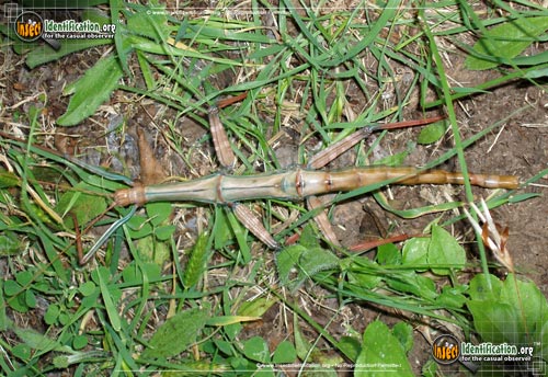 Thumbnail image #3 of the Giant-Walkingstick
