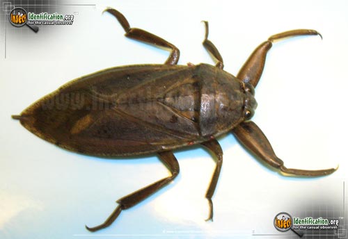 Thumbnail image #5 of the Giant-Water-Bug
