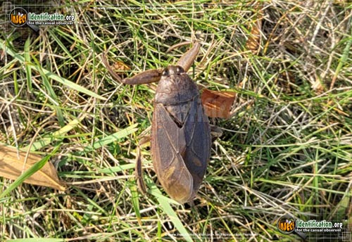 Thumbnail image #14 of the Giant-Water-Bug