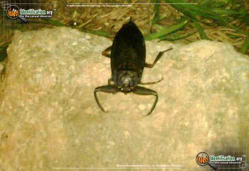 Thumbnail image #11 of the Giant-Water-Bug