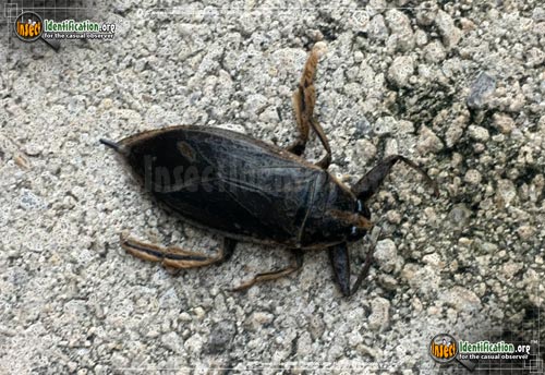 Thumbnail image #7 of the Giant-Water-Bug