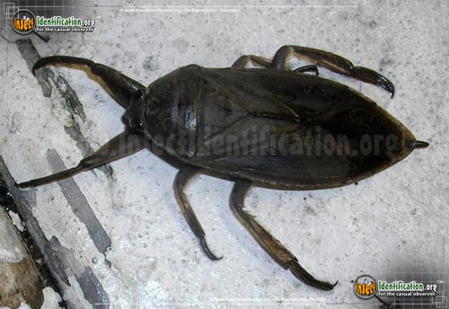 Thumbnail image #6 of the Giant-Water-Bug