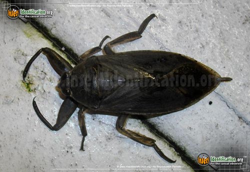 Thumbnail image #3 of the Giant-Water-Bug