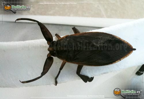 Thumbnail image #10 of the Giant-Water-Bug