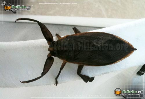 Thumbnail image #9 of the Giant-Water-Bug