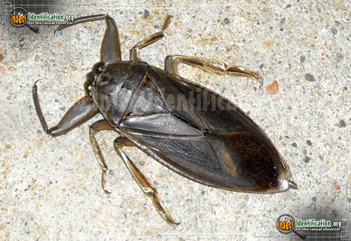 Thumbnail image of the Giant-Water-Bug