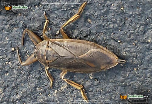 Thumbnail image #2 of the Giant-Water-Bug
