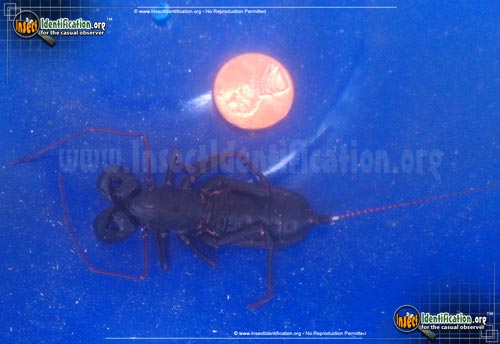 Thumbnail image of the Giant-Whipscorpion