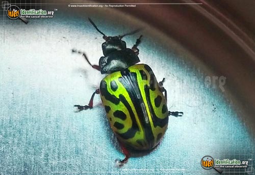 Thumbnail image of the Globemallow-Leaf-Beetle