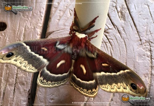 Thumbnail image of the Glovers-Silkmoth