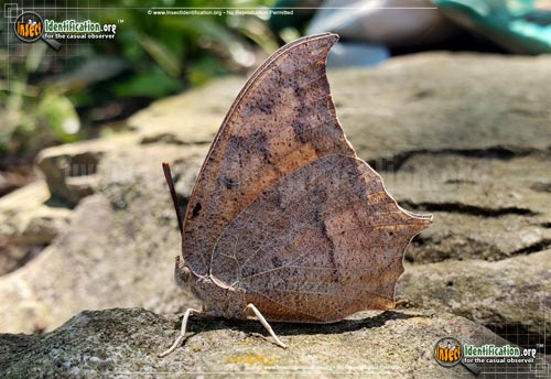 Thumbnail image #2 of the Goatweed-Leafwing-Butterfly
