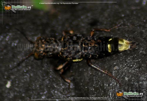 Thumbnail image #2 of the Gold-and-Brown-Rove-Beetle