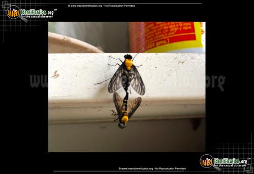 Thumbnail image #3 of the Gold-Backed-Snipe-Fly