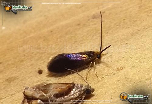 Thumbnail image of the Goldcap-Moss-Eater-Moth