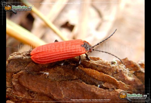 Thumbnail image of the Golden-Net-Wing-Beetle