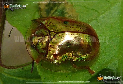 Thumbnail image of the Golden-Tortoise-Beetle