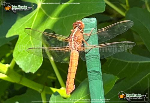 Thumbnail image #2 of the Golden-winged-Skimmer-Dragonfly