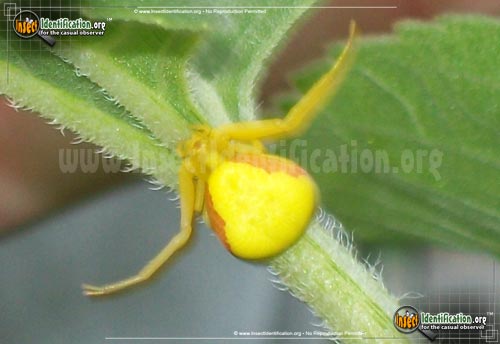 Thumbnail image of the Goldenrod-Crab-Spider