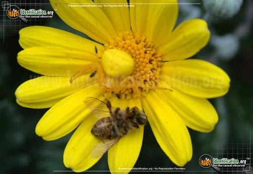 Thumbnail image #11 of the Goldenrod-Crab-Spider