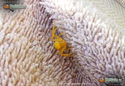 Thumbnail image #13 of the Goldenrod-Crab-Spider