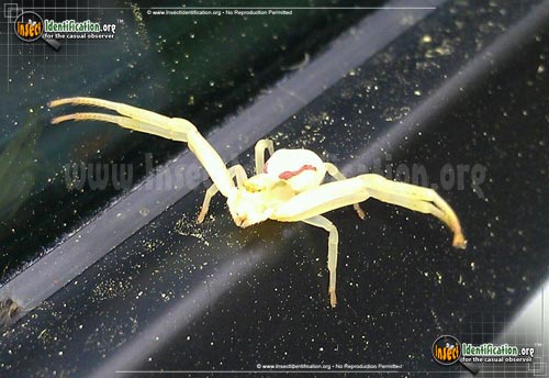 Thumbnail image #12 of the Goldenrod-Crab-Spider