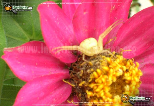 Thumbnail image #7 of the Goldenrod-Crab-Spider