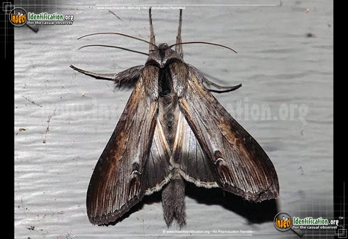 Thumbnail image of the Goldenrod-Hooded-Owlet-Moth-The-Asteroid