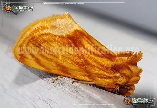 Thumbnail image of the Goldenrod-Stowaway-Moth