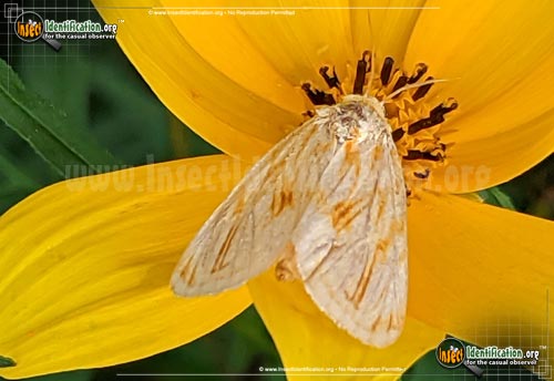 Thumbnail image #2 of the Goldenrod-Stowaway-Moth