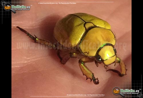 Thumbnail image of the Goldsmith-Beetle