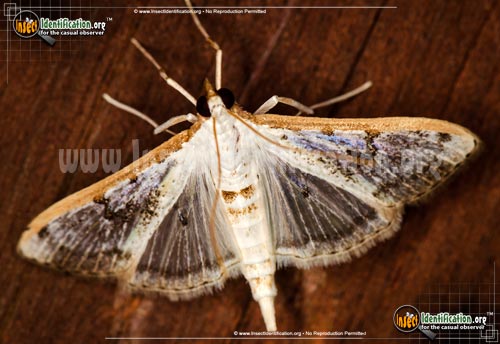Thumbnail image of the Gracile-Palpita-Moth