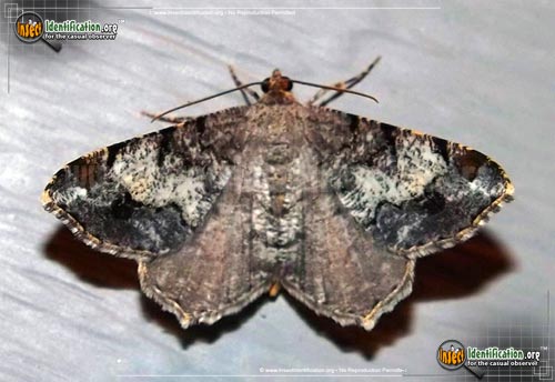 Thumbnail image of the Granite-Moth