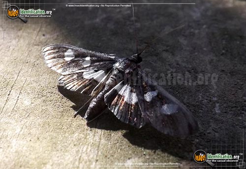 Thumbnail image of the Grape-Leaffolder-Moth