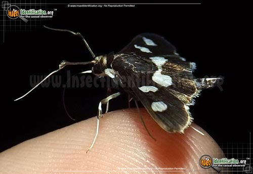 Thumbnail image #2 of the Grape-Leaffolder-Moth
