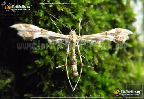 Thumbnail image of the Grape-Plume-Moth