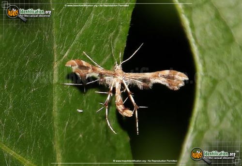 Thumbnail image #2 of the Grape-Plume-Moth