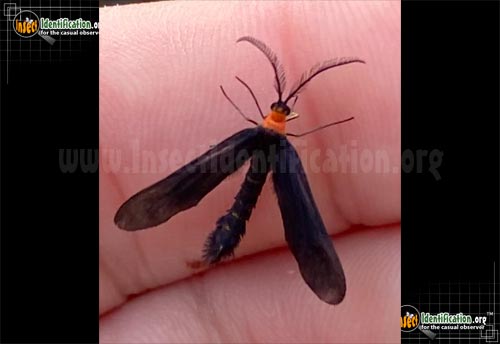 Thumbnail image of the Grapeleaf-Skeletonizer-Moth